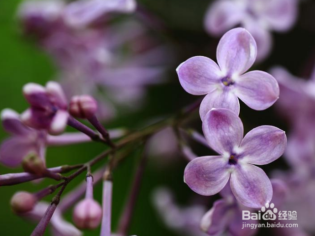 如何养殖丁香花