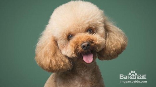 你知道怎么照顾年纪大的狗狗吗?