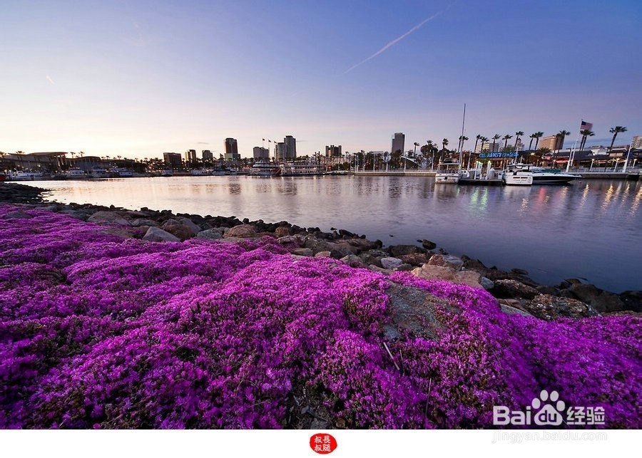 国际游学之冬日里的加州梦想