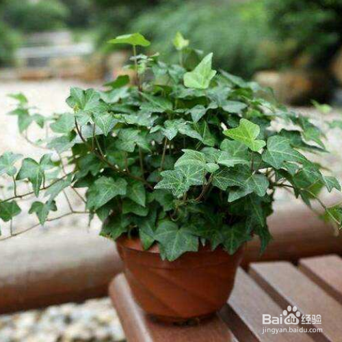 发现家里养殖的常春藤有黄叶子怎么办