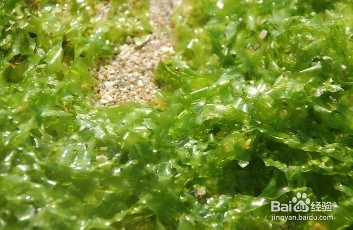 中药减肥：[11]五种中药让女人有效减肥