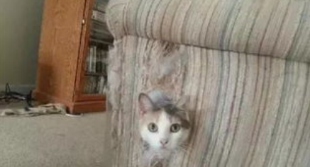 皮沙发被猫抓怎么补救-百度经验