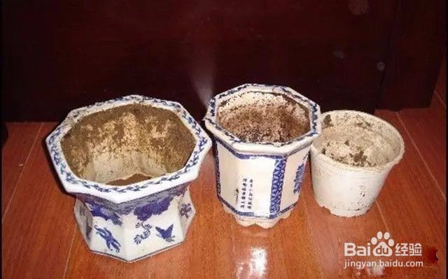 如何阳台盆栽种青菜?