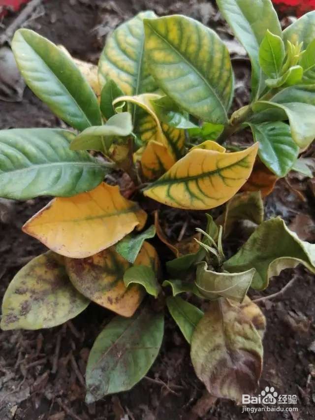 栀子花每次开花都太袖珍，如何让它变更大？