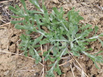 能吃的野菜种类和图片