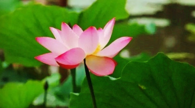 莲花和荷花区别,是一样的吗