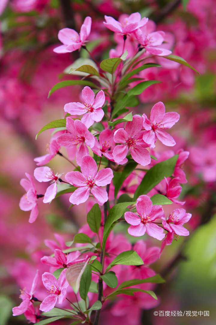 花开富贵怎么养