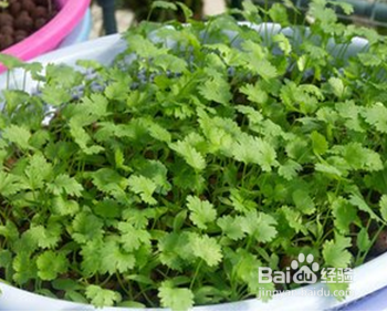 家庭阳台种植蔬菜的方法-香菜篇