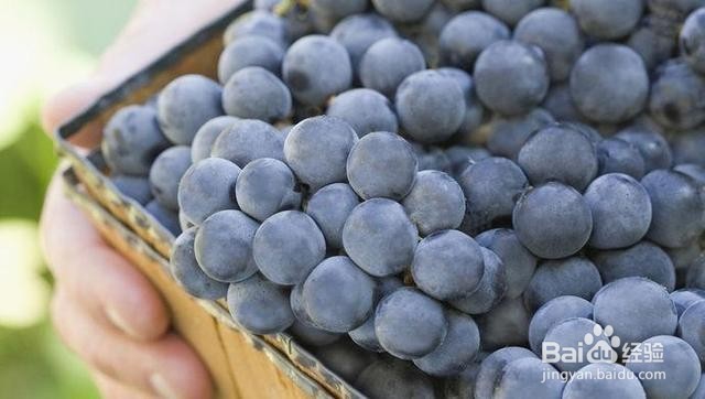 葡萄上的白霜要不要洗？