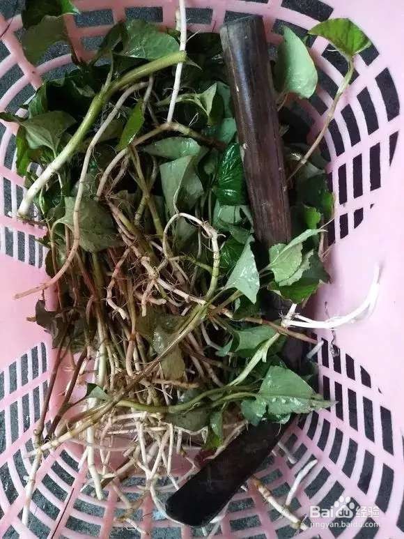 “长寿菜”别出门挖了，阳台种一点，够吃大半年