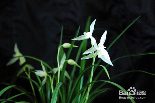 阿司匹林浇兰花的作用和功效