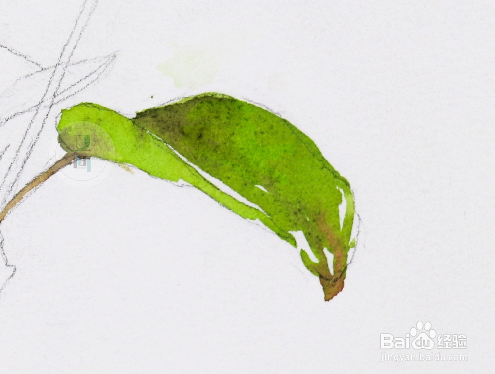 水彩花卉教程 | 跟又画一起画一幅海棠花吧