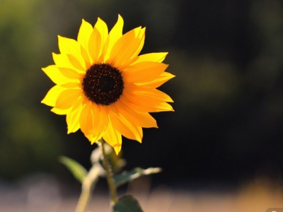 暑假趣事 骑自行车 作文