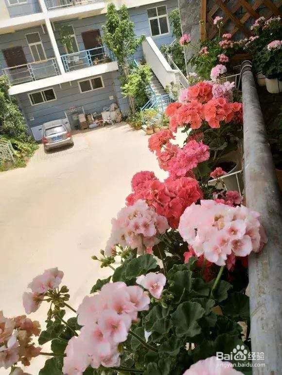 春天窗台养2种花，2个月开成“小花园”！