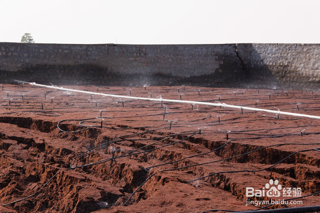 椰糠备案如何办理?进口清关报关什么流程?