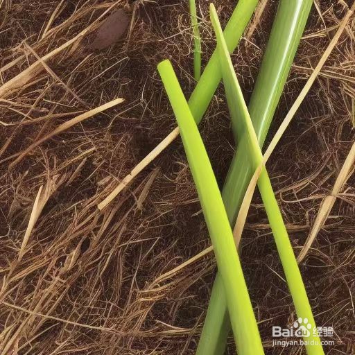 西瓜的栽培方法