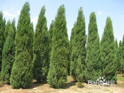 初中生物:常见的裸子植物