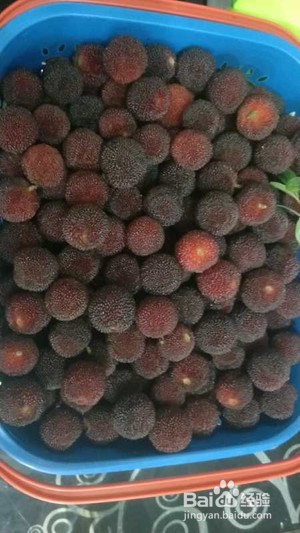 新鲜杨梅怎么做酸梅汤