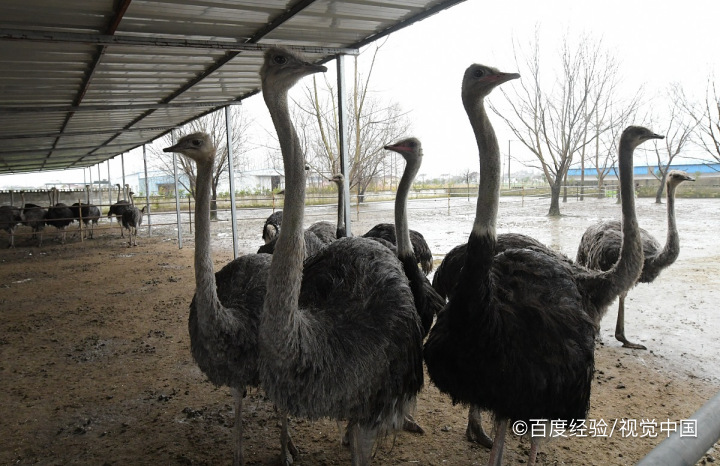 鸵鸟吃石头怎么排出来