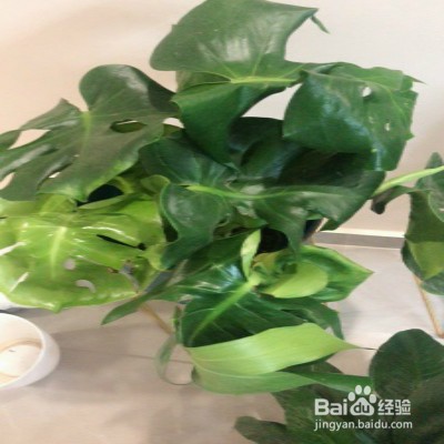 龟背竹盆栽黄叶怎么办