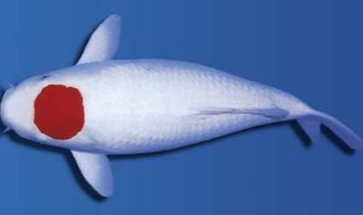 锦鲤的品种图解