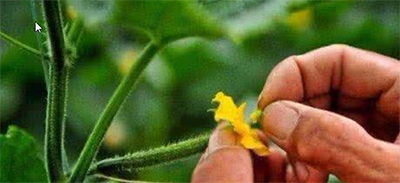 黄瓜只开花不结果怎么办