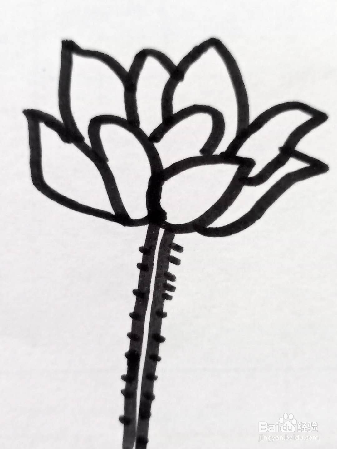 怎样画荷花