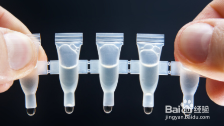 狗耳朵螨虫怎么去除简单方法