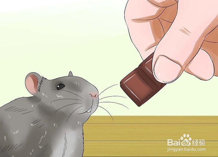 如何喂养宠物鼠