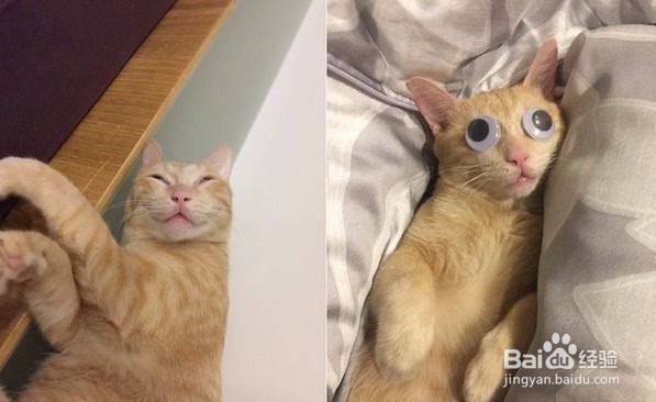 怎么让猫不爬到床上