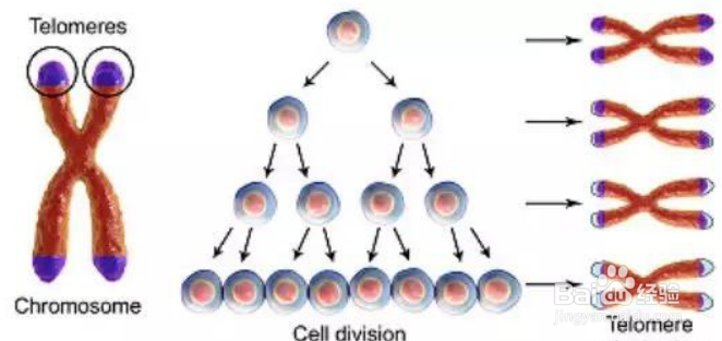 ​解析抗衰老方法很简单吗?我怎么不知道？