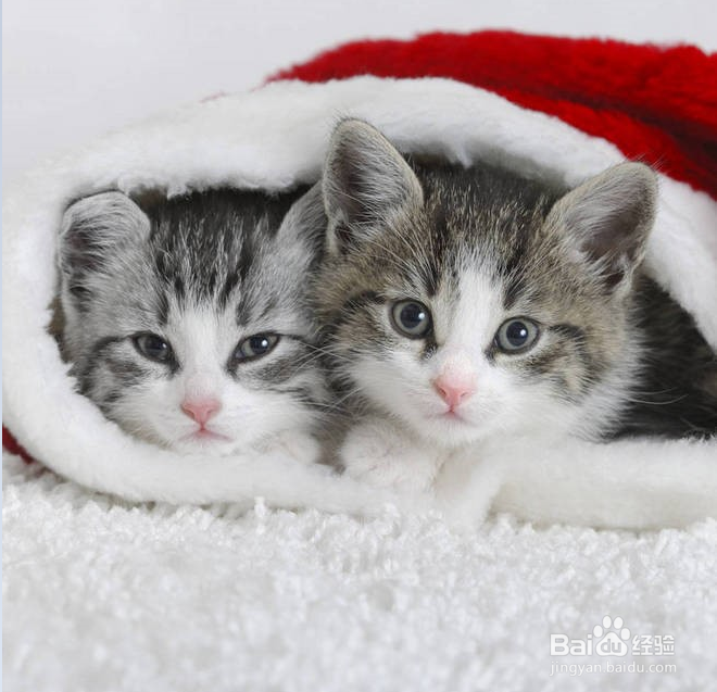 小猫多大可以驱虫？幼猫用药注意事项