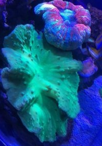 绿木耳皮革珊瑚怎么养