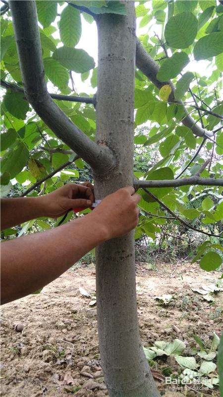 核桃树流水不止怎么办