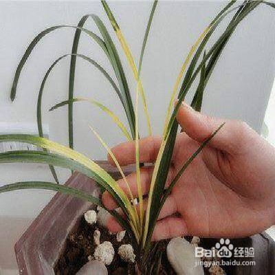 植物叶子发黄怎么办