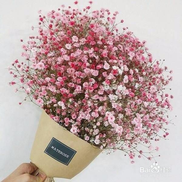 如何种植满天星