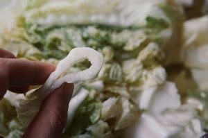 全老师家的辣白菜(韩国的一种家庭做法)