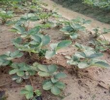 草莓是怎么种植的