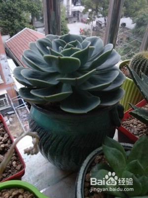 石莲花的养护技巧有什么?