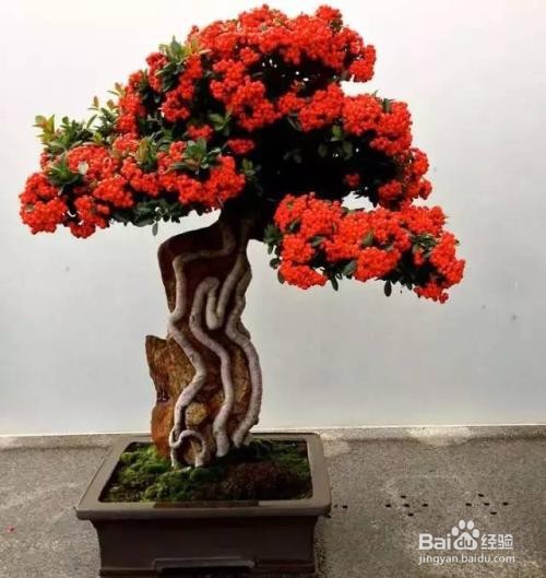 常见的盆景植物材料有哪些选择的标准详解