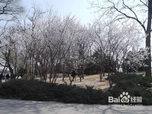 北京玉渊潭公园樱花节游记