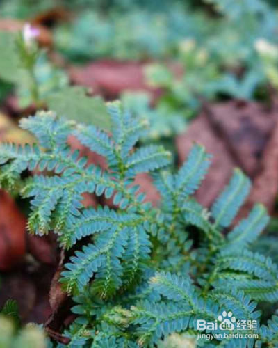 如何养殖草本植物翠云草？