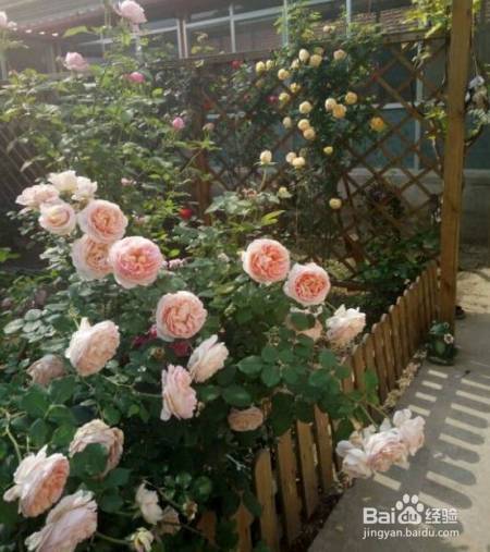 老花农的一颗月季真漂亮，难怪给他多少钱都不换