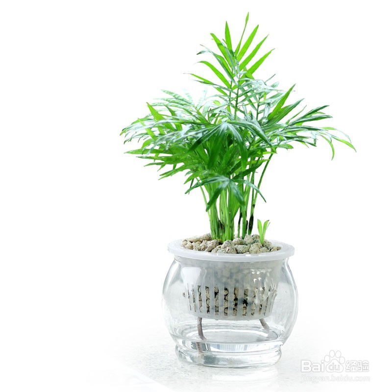 袖珍椰子养殖注意事项