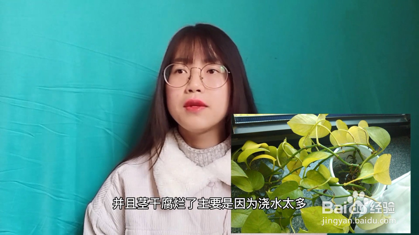 绿萝的养殖方法和注意事项