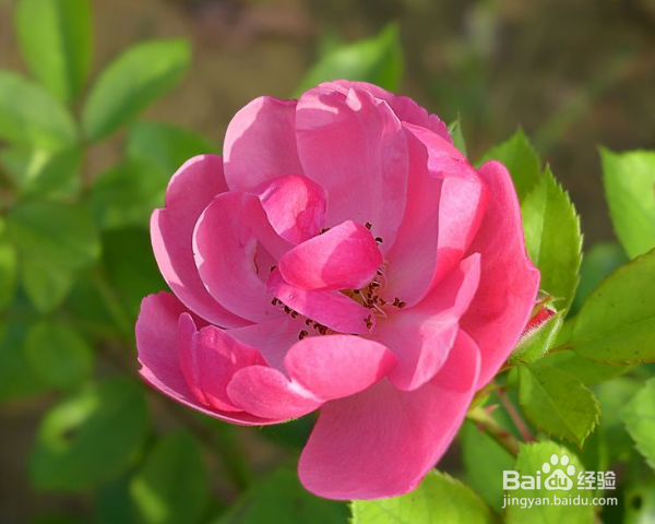 蔷薇怎么养殖？