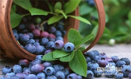 蓝莓种子繁殖方法