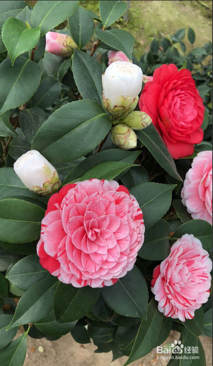 花怎么养在花瓶里