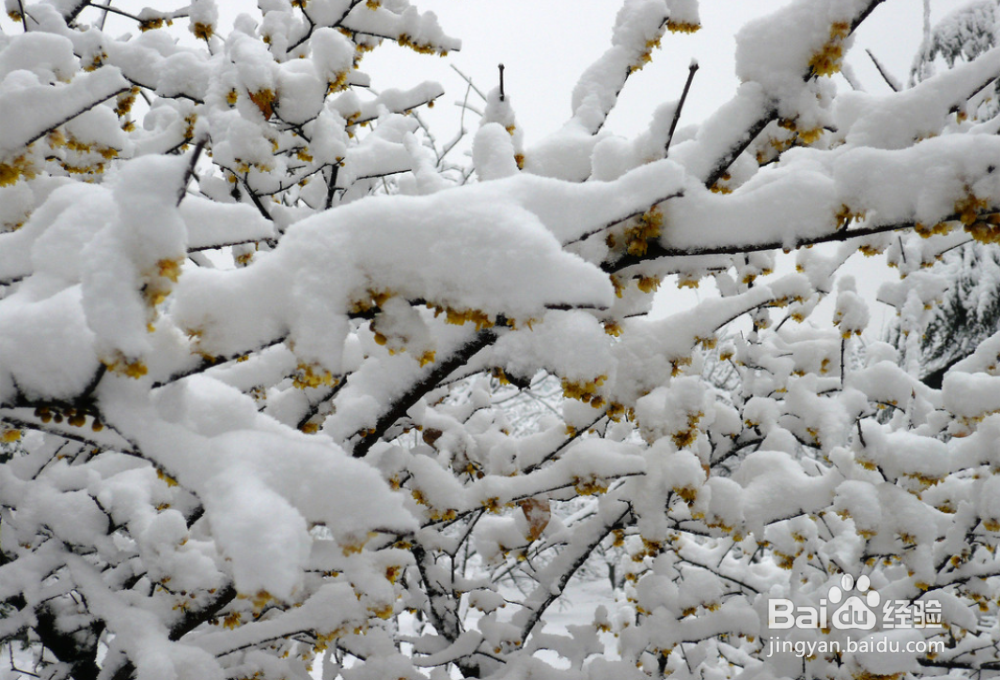 冬天如何给花草过冬