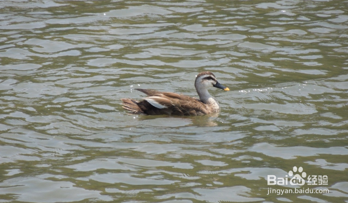 日本岚山一日游攻略?